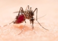 dengue