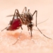 dengue